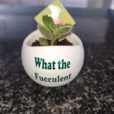 Mini Pot Plant "What the Fucculent"